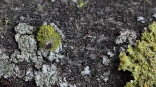 Oecobius maculatus male prey on ant