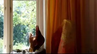 Guten Morgen aus dem Katzenkorb .....