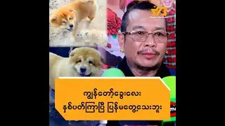 ကျွန်တော့်ခွေးလေး နှစ်ပတ်ကြာပြီ ရှာမတွေ့သေးဘူး