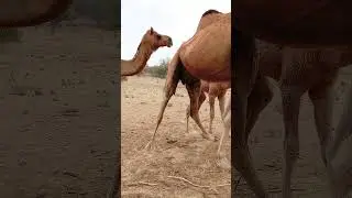 camel baby 🍼😍 feeding a #animals #enjoy milk