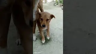 cute puppies pure love mother #youtubeshorts #cuteanimal #puppies #naturelovers