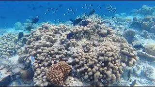 Diving in the underwater world of Komandoo, the Maldives.