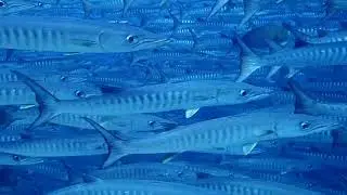 Extra Divers Virgin Cocoa: in the middle of 2351 barracudas