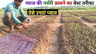 The world's most amazing and best method of planting onion nursery. Best method of growing onion.