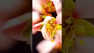 Life is like a butterfly's flight