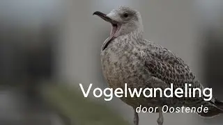 Vogelwandeling door Oostende #1086