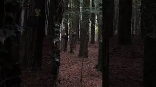 Standing Challenge | Precision Zoom &ndash; Guglielmo Gallo (Field Target Calabria)