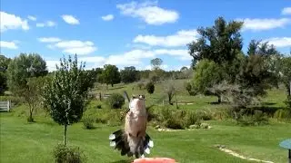 Hummingbird Stung by Wasp Close Up - Slow Motion HD