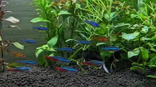 Aquarium Live Camera [Relaxing]