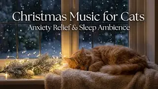 Calming Christmas Music for Cats &mdash; Reduce Anxiety & Help Your Cat Sleep 🐱🎄