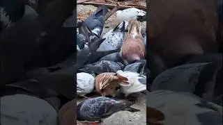 Feral pigeons, Rock Doves, #birds #animals, #insect, #reptiles, #nature #pets #love #wildlife #trend