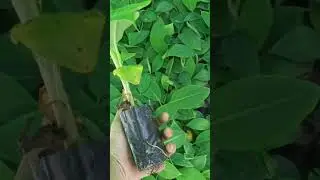 G9 Banana Plant Aamar Nursery #shorts