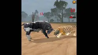 Crazy Bull 🐂 V's Wild Tiger 🐯 Big Fight