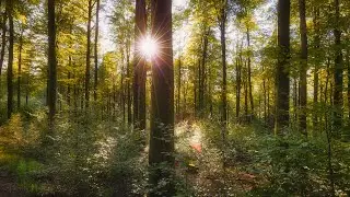 🌳 4K - Relaxing Nature Sounds For Stress Relief, Forest Sounds, Bird Song, ASMR