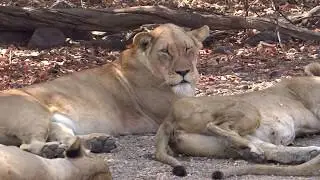 Lazy Lion Pride in Kafue -- Kaingu Lodge