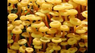 Xeromphalina campanella