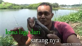 mancing ikan betutu/ikan bloso