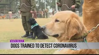 Dogs trained to detect Coronavirus