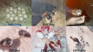 Aseel chicks transformation from hatch eggs to day 18 | fast growing chicks | Jk Birds and Pets |