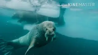 Underwater walrus sounds