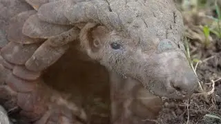 End wildlife trade for the animals, the planet and our health