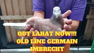 OUT LAHAT NOW!!! OLD LINES GERMAIN IMBRECHT