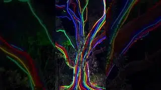 Lightscape at Golden Gate Park