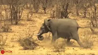 INCREDIBLE!! FATHER BUFFALO VS GIANT ELEPHANT TO SAVE THE BABY Amazing Battle In Africa