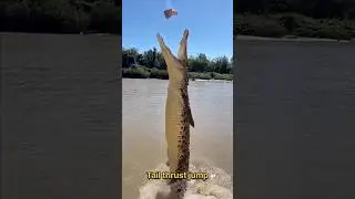 || How do crocodiles jump above water and hunt? ||