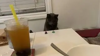 Cat being a cat. Cat Knocking things off table