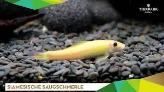 Saugschmerle - Tierpark Gotha