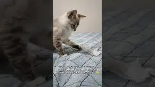 xikinho terrorista
