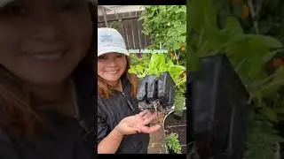 Let's plant beautiful Asian greens! I amend the soil with  - worm castings - all-purpose organi