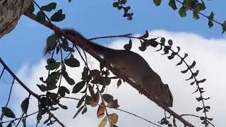 Brutus&rsquo;s Furry Visitor | Curious Squirrel at Our Camp