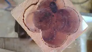 Abelha das orqu&iacute;deas. Segunda que entra nas caixas iscas.