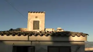Palomos buchones en Bulla Murcia
