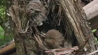M&Uacute;CARO COM&Uacute;N cr&iacute;as (Puerto Rican Screech-Owl, Gymnasio nudipes) END&Eacute;MICA de Puerto Rico