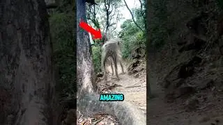 TOP 5 RAREST AND MOST AMAZING ANIMALS IN THE WORLD! 😱😨