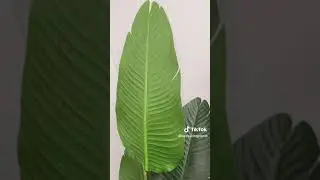 Premium Quality Faux trees