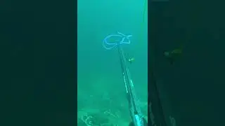Spearfishing trevally badlon