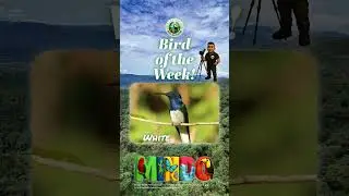 Bird of the Week: White-necked Jacobin