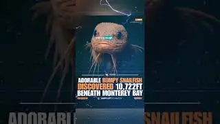 A Pink Creature That Shook the Deep Ocean! #DeepSea #Discovery #RareCreature
