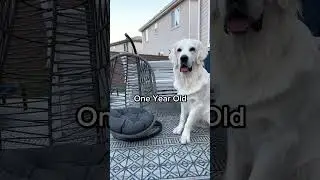 Dog Gets Too Big for His Swing