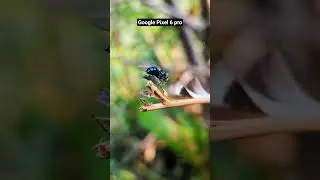 Google Pixel 6 pro. #music #viralvideo #videoshorts #googlepixel6pro