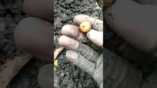 Amazing orange flame 🔥 Vintage Marble found#shorts #epic  #relichunting #marbles #oldtoys