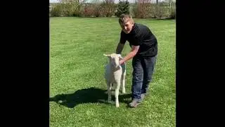 Jonas Van Oeveren 2020/2021 4-H Market Lamb Project