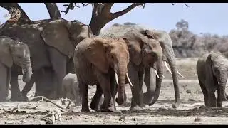 From drought to green africa, wild animal in hindi, #animals #wildanimals #wildlife #hindi 