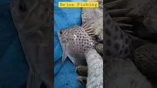 MENGERIKAN,DURI IKAN KIPER⁉️