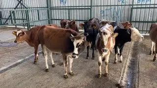 BUZAĞI FİYATLARI ? / ESKİŞEHİR HAYVAN PAZARI