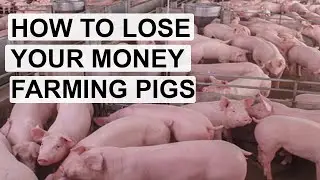 6 Surprising Reasons Why Pig Farmers Fail In Business (This Is How To Succeed In Pig Farming)